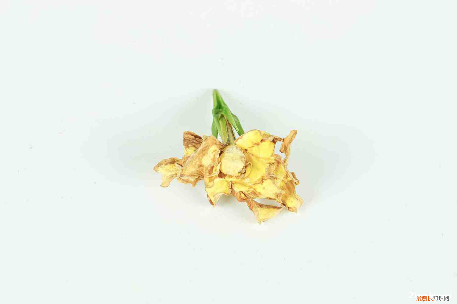 静候栀子花，栀子花的介绍，栀子花的花语？