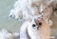 人养猫过敏出红疹图脸上肿的图片 ，人养猫过敏出红疹图脸上？