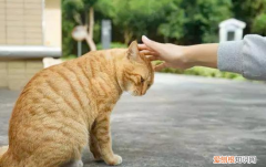 宠物猫攻击主人 ，猫攻击人怎么办？