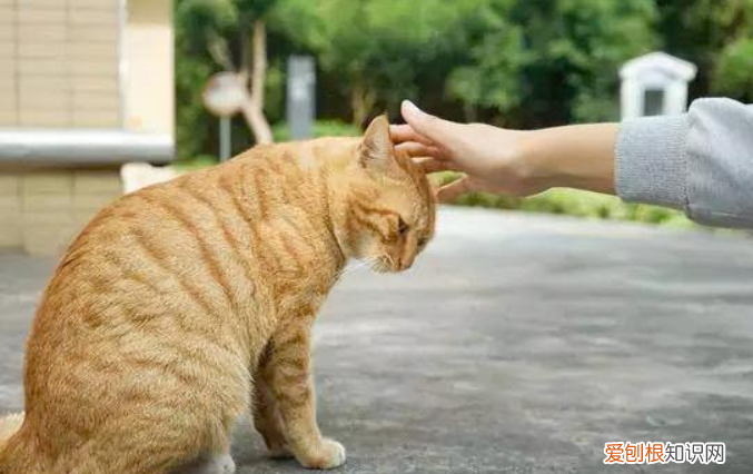 宠物猫攻击主人 ，猫攻击人怎么办？