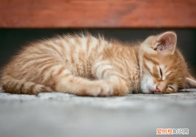 猫咪会不会吃掉自己的孩子 ，猫猫会吃自己的崽吗？