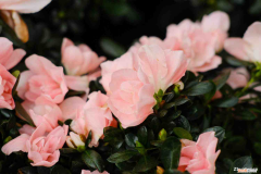 杜鹃花水怎么浇，杜鹃花浇水的正确方法，冬天怎么管理？