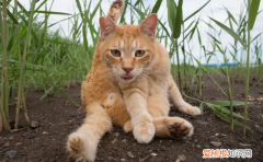 为什么要猫咪惩戒恶心人呢 ，为什么要猫咪惩戒恶心人呢视频？