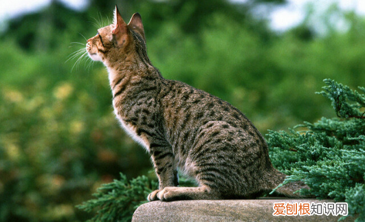 猫为什么不怕人屁臭 ，猫为什么不怕人怕猫？