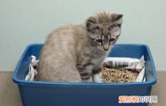 小猫多大可以吃猫粮不用泡 ，小猫一个月大吃什么？