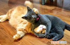 猫一天配了10几次正常吗 ，猫刚配完怎么分辨有没有配上？