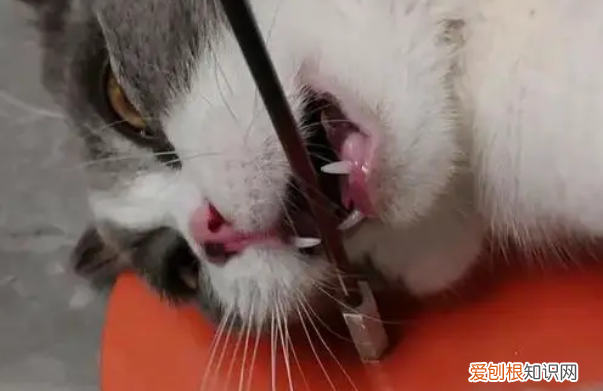 怎么判断猫得狂犬病了没 ,怎样判断猫猫有狂犬病?