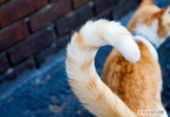 猫的尾巴能拽吗? ，猫的尾巴可以扯吗？