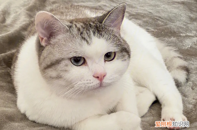 猫咪腹部超声多少钱 ，猫腹部超声检查多少钱？