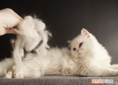 猫咪掉毛怎么解决夏季的问题 ，猫咪掉毛怎么解决 知乎？