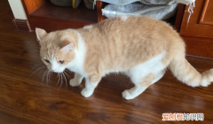 母猫尿道口有脓性分泌物怎么办 ，母猫尿道口有脓性分泌物正常吗？