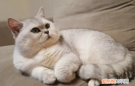 适合新手养猫品种和价格 ，新手养猫哪个品种比较便宜？