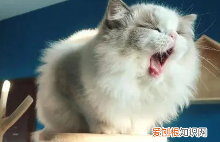 抗过敏针4000元一针打新冠疫苗行吗 ,抗过敏针4000元一针是什么药?