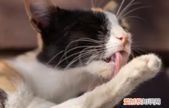 一个猫的寿命可以达到多长时间 ，一只猫的正常寿命是多少？