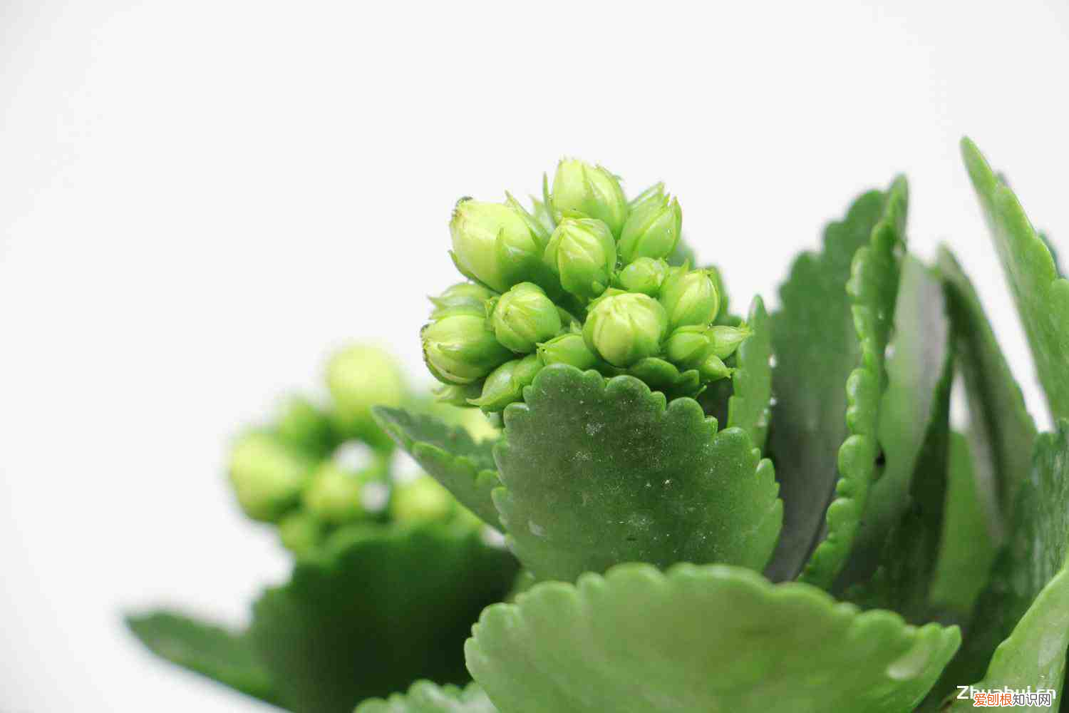 长寿花叶子上有一层白霜好像发霉，长寿花是多年生植物吗，叶子上长白霜然后变干是怎么回事？