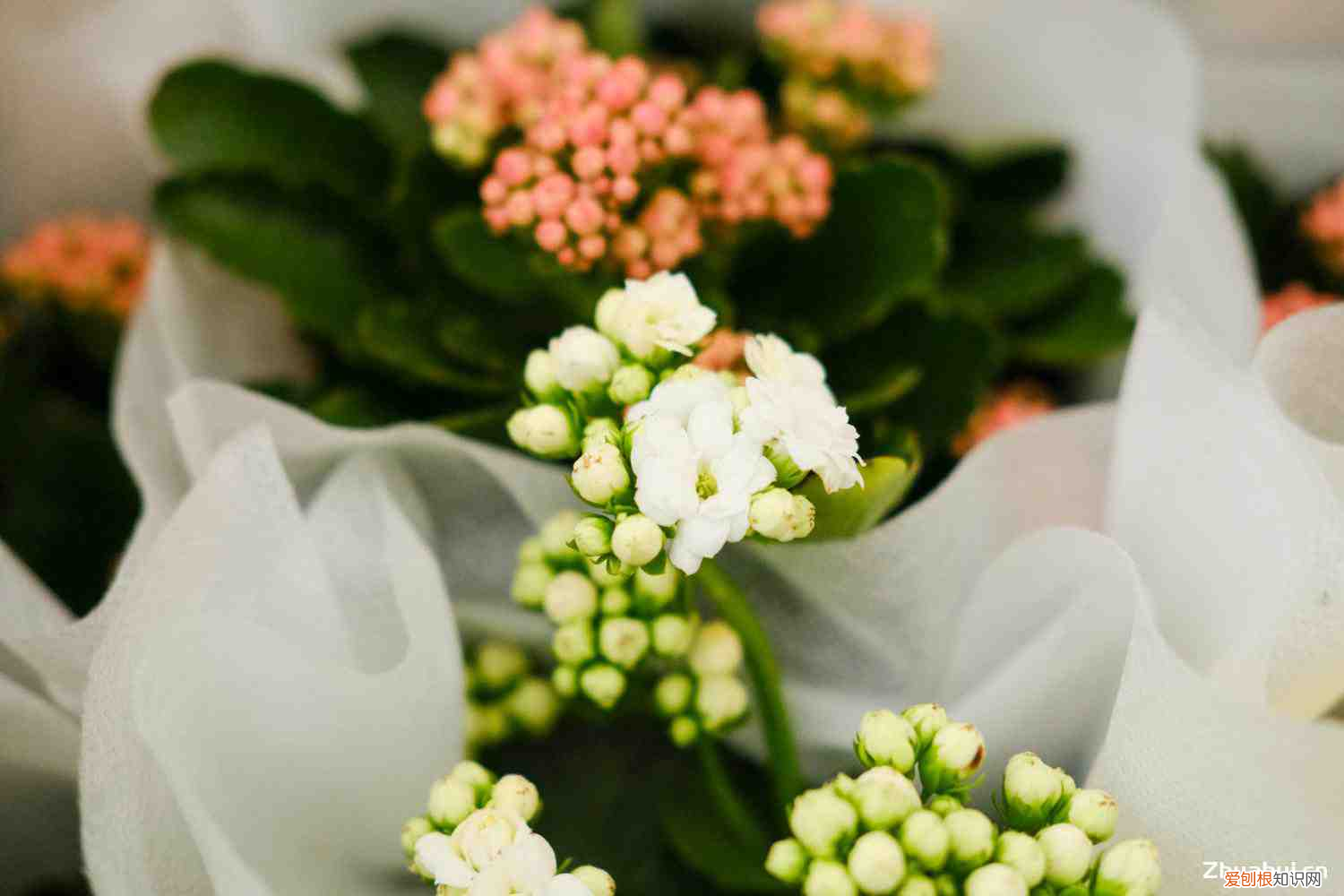 长寿花叶子上有一层白霜好像发霉，长寿花是多年生植物吗，叶子上长白霜然后变干是怎么回事？