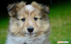 家里有孩子适合养宠物吗 ，家里有孩子养什么动物比较好？