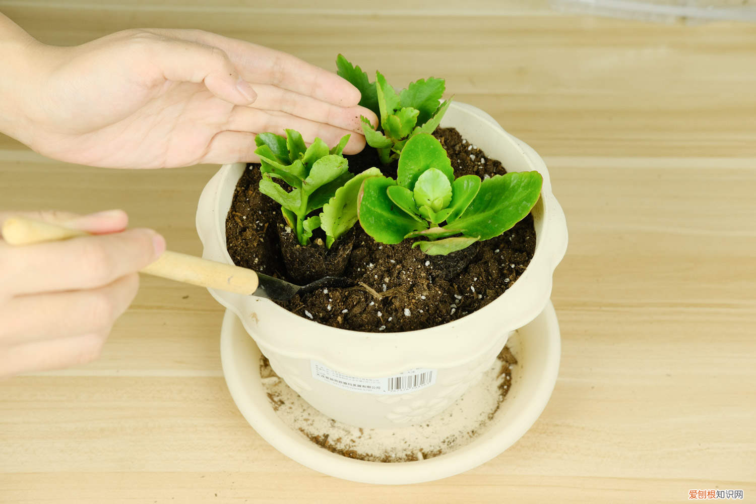 长寿花是室内植物还是室外植物，长寿花是什么花，是室内还是室外？