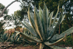 龙舌兰北方室外越冬，龙舌兰冬天在室外能活吗，龙舌兰冬天怎么养？