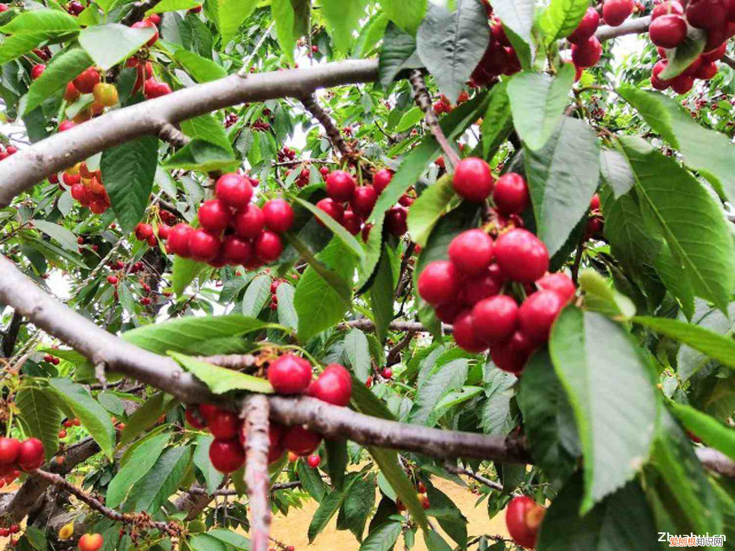 樱桃所有品种介绍，樱桃的品种介绍，樱桃的图片？