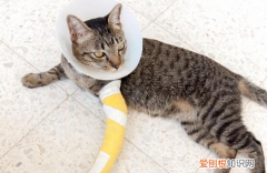 猫猫腿骨折了 ，小猫的腿骨折了吃点什么比较好？