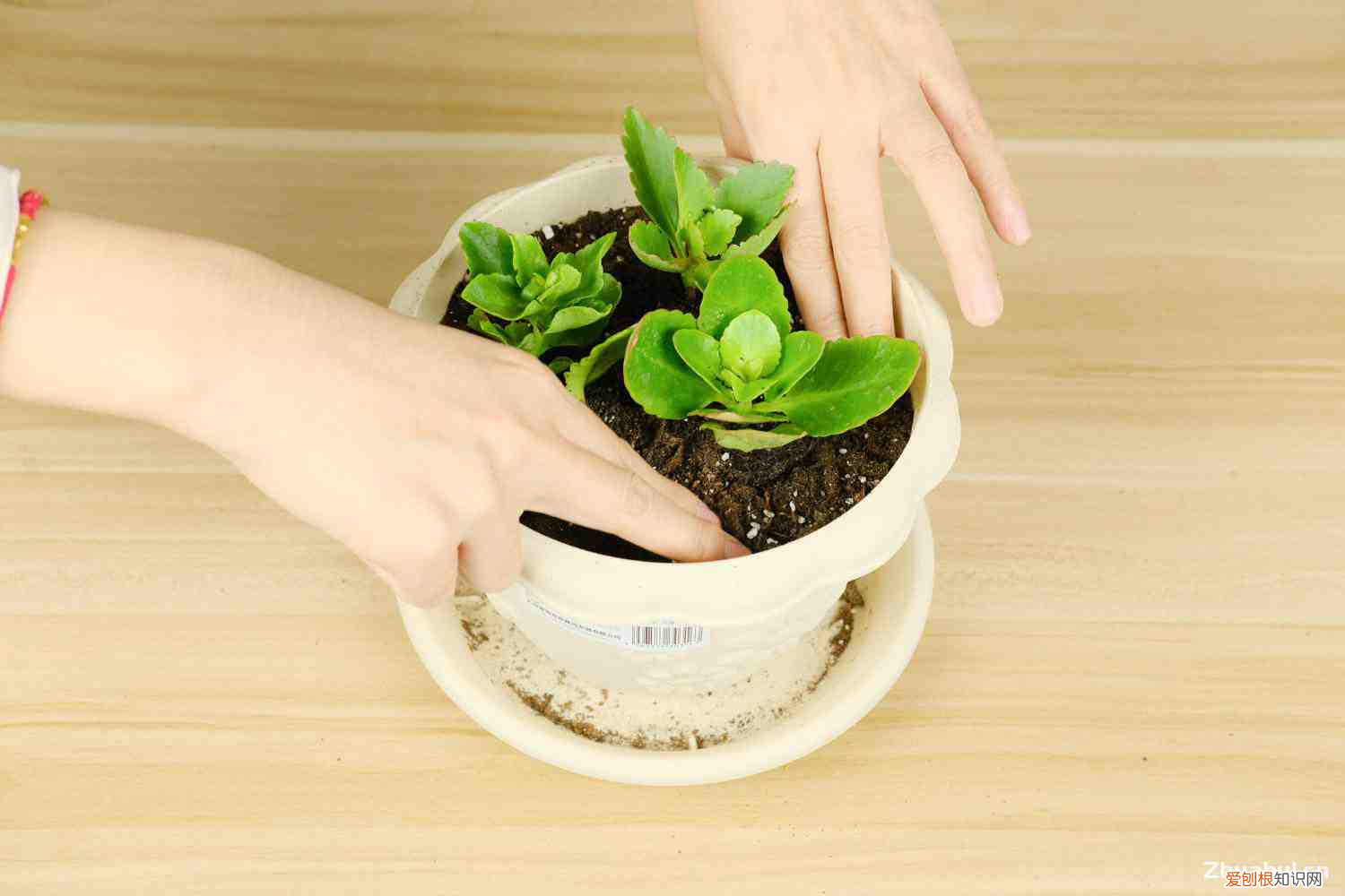 长寿花的品种和图片,叶子发黄是什么原因造成的，长寿花的品种和图片，叶子发黄是什么原因？