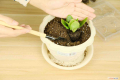 长寿花的品种和图片,叶子发黄是什么原因造成的，长寿花的品种和图片，叶子发黄是什么原因