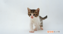 小猫生下来好久都没动正常吗 ，猫咪生下来的小猫一直不动？