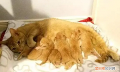 小猫生一半不生了 ，小猫生孩子生一半不生了,怎么办？