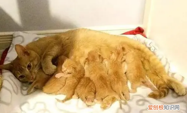 小猫生一半不生了 ，小猫生孩子生一半不生了,怎么办？