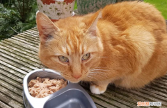 猫饿了三天还不吃猫粮怎么办 ，小猫挑食不吃猫粮怎么办视频？