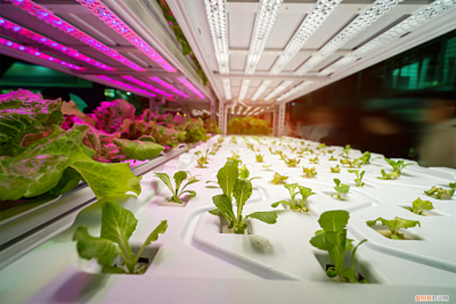 生菜是转基因蔬菜吗?还有什么菜是转基因呢?，生菜是转基因蔬菜吗，如何保鲜？