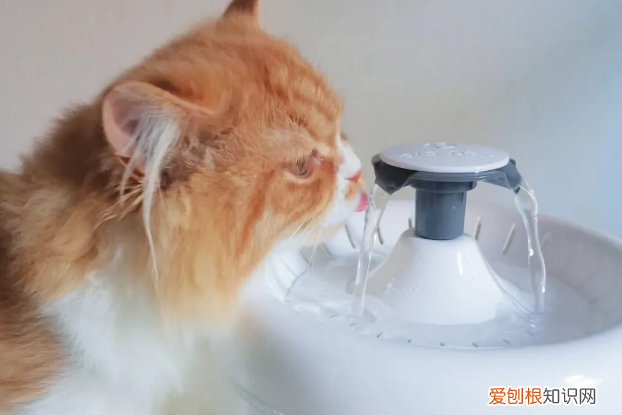 猫猫自动饮水机的水可以放多久 ,猫咪自动饮水器多久换一次水?