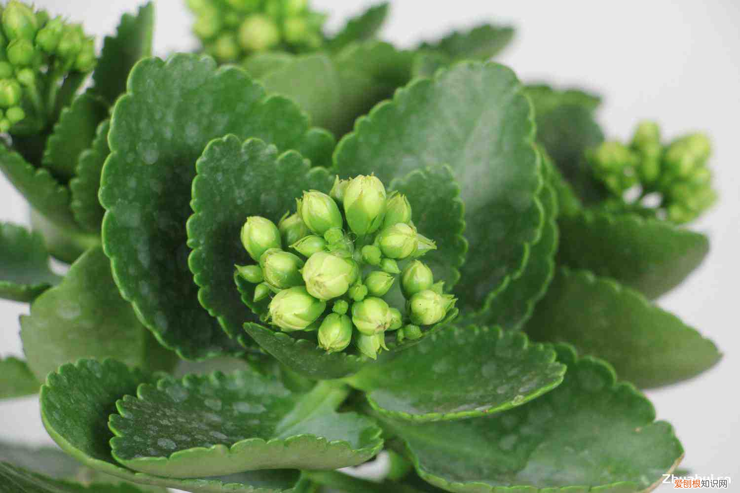 长寿花可以用多肉专用肥吗,长寿花是多肉吗,如何对长寿花浇水?