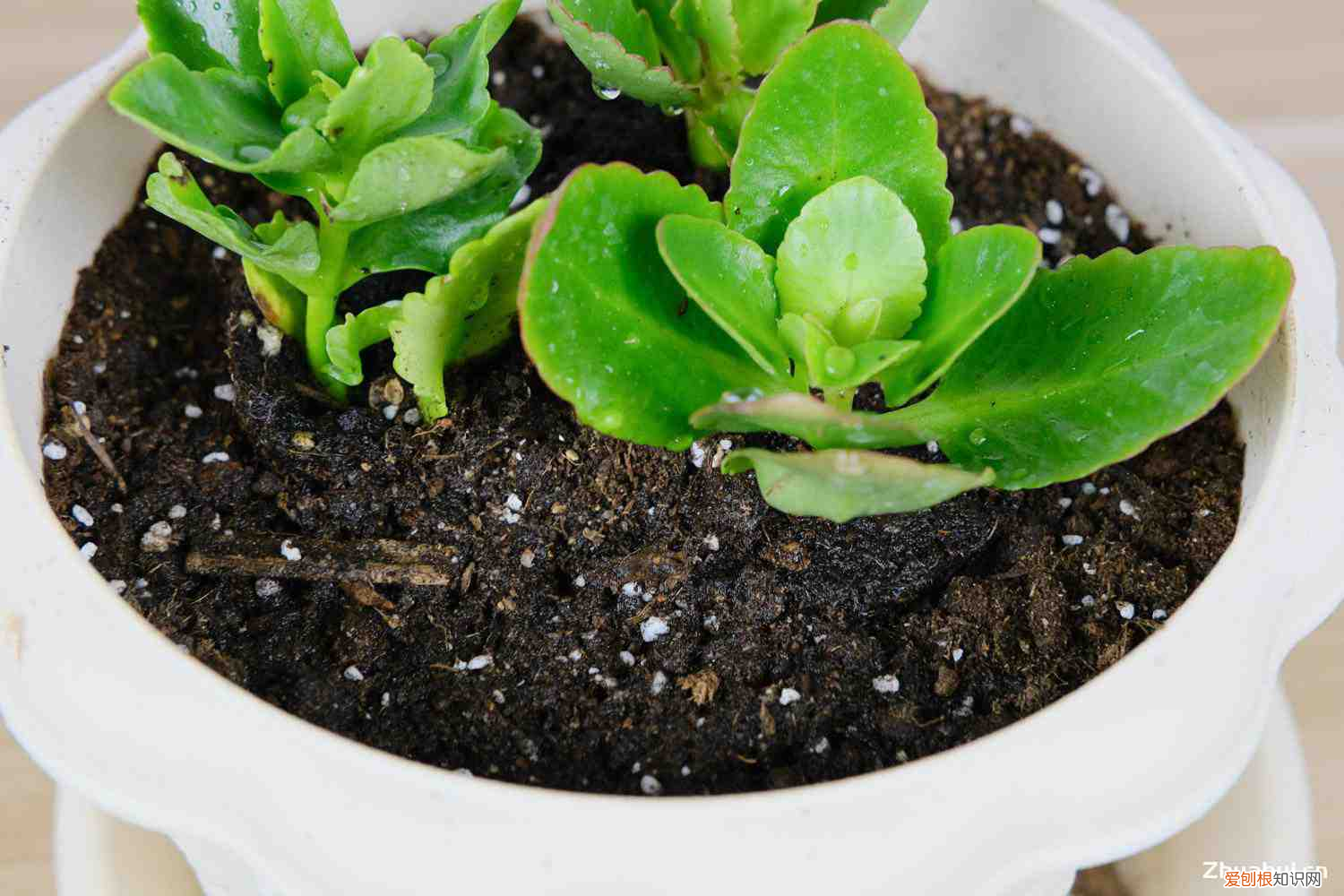 长寿花可以用多肉专用肥吗,长寿花是多肉吗,如何对长寿花浇水?