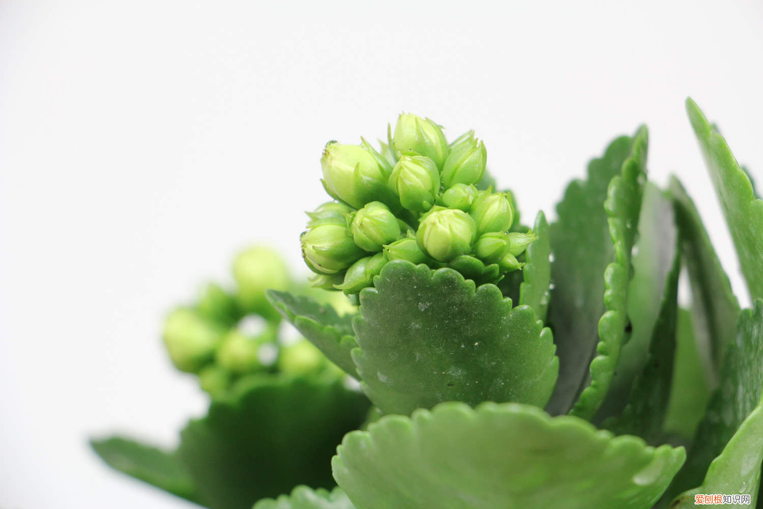 长寿花浇水过多叶片发黄怎么办视频,长寿花浇水时间,浇水过多叶片发黄怎么办?