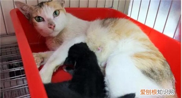 养猫的人容易得15种病 ,自从养了猫运气就一直不好?