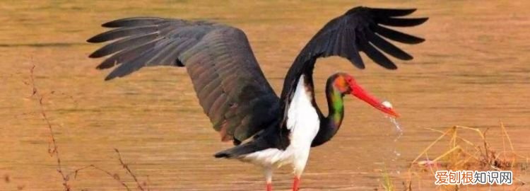 保护鸟类的十种方法,保护鸟类的方法有哪些呢 ,保护鸟类的十种方法,保护鸟类的方法有哪些图片?