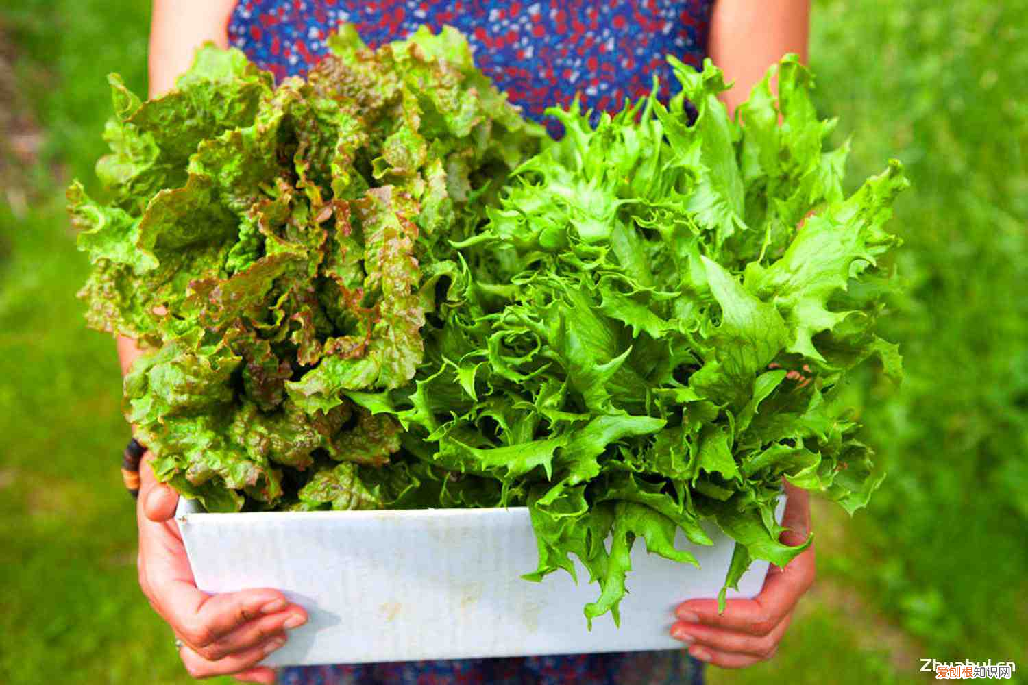 生菜露地越冬种植时间和方法,生菜是什么的变种,露地生菜浇水的时间多久浇一次?