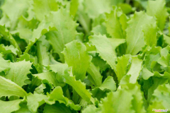 生菜露地越冬种植时间和方法，生菜是什么的变种，露地生菜浇水的时间多久浇一次？