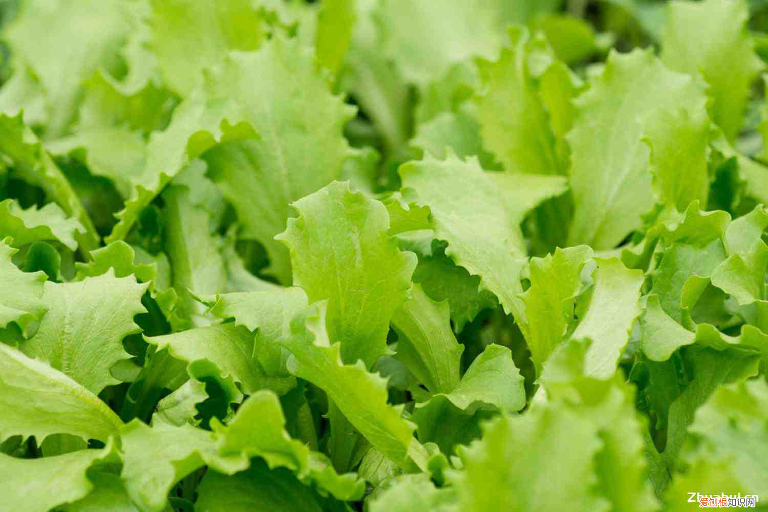 生菜露地越冬种植时间和方法,生菜是什么的变种,露地生菜浇水的时间多久浇一次?