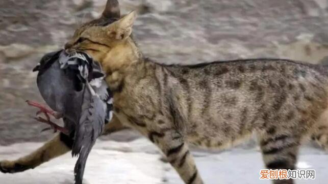 澳大利亚猎杀野狗 ,澳大利亚杀了多少猫?