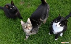 宠物猫咪品种大全及图片 ，黑色猫咪品种大全及图片？