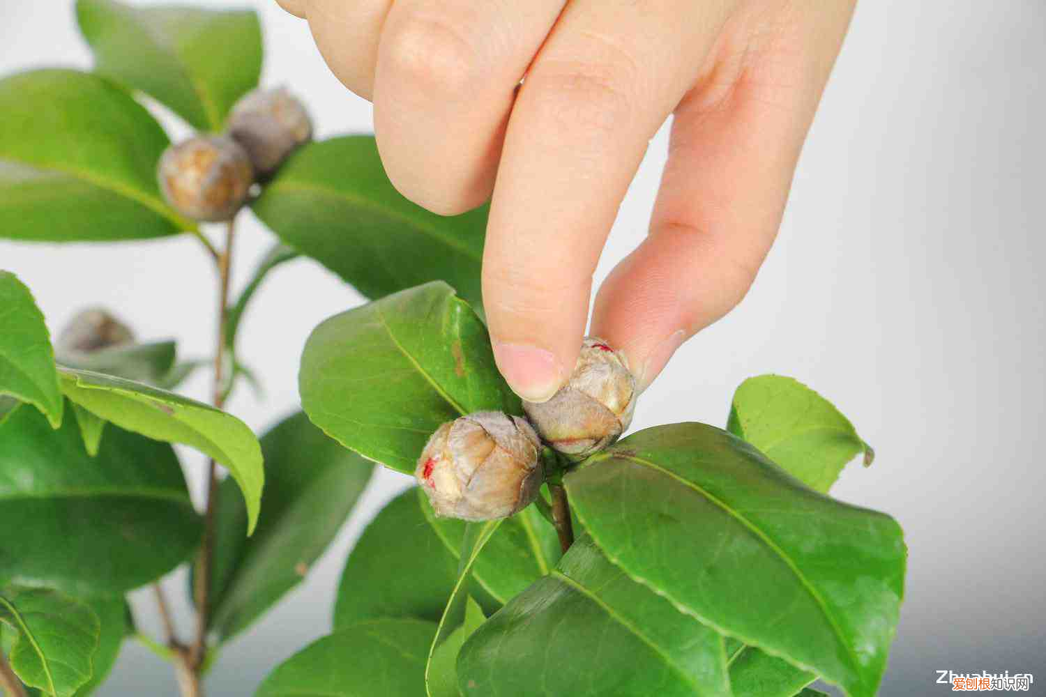 山茶花是哪个季节开放的，山茶花是什么季节开的，山茶花是哪个市市花？