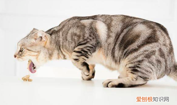 怎么看猫有没有毛球症 ，怎么知道猫有没有球虫？