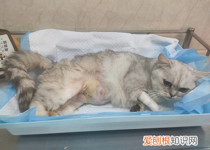 母猫迟迟不生崽的原因 ，母猫肚子里有死胎表现？