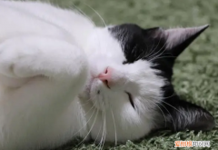 怎样知道公猫发情结束 ，怎么才能知道公猫发完情了？