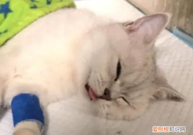 狗子宫蓄脓多久能排净 ,猫咪子宫蓄脓流出来是不是就好了?