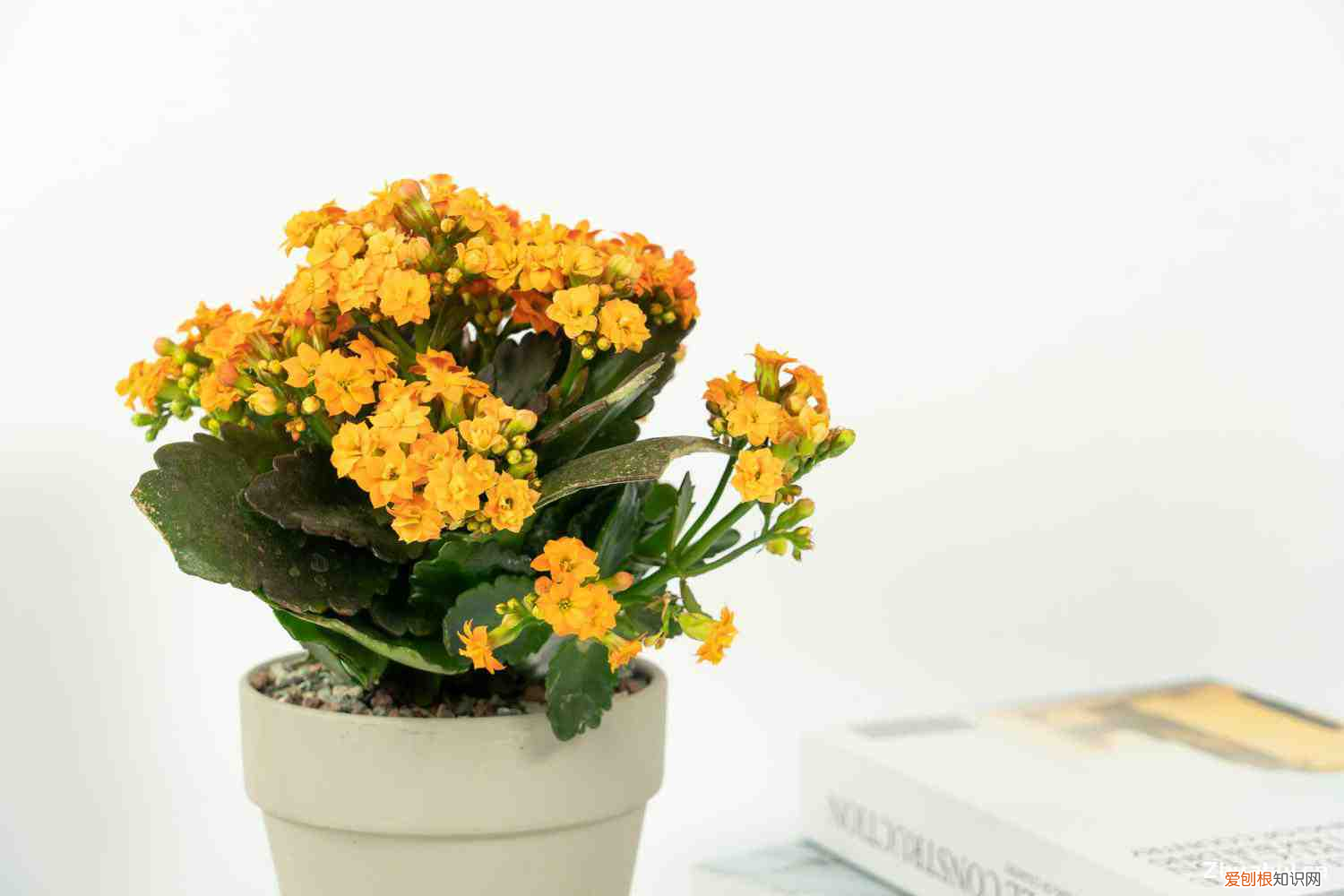 长寿花冬天开不开花，长寿花冬天会开花吗，冬天怎么养才开花？