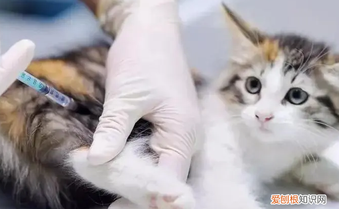 如何确定自家猫没有狂犬病的 ，怎么判定猫没有狂犬病？